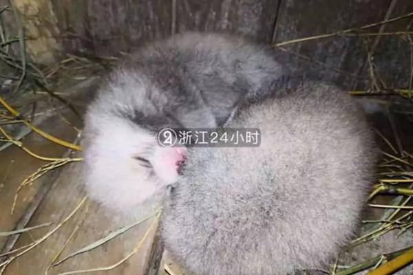 wanimal无圣光宅福利